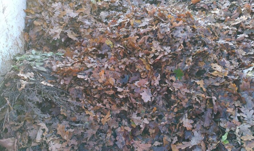 Laubsammlung ein Erfolg